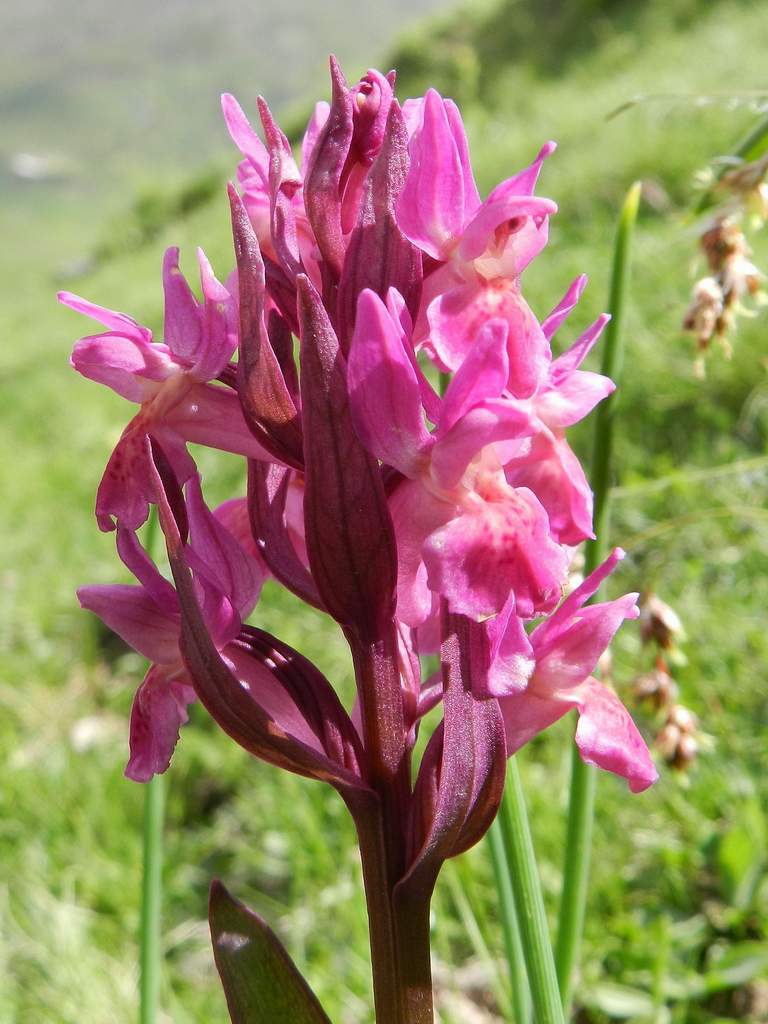 Dactylorhiza sambucina